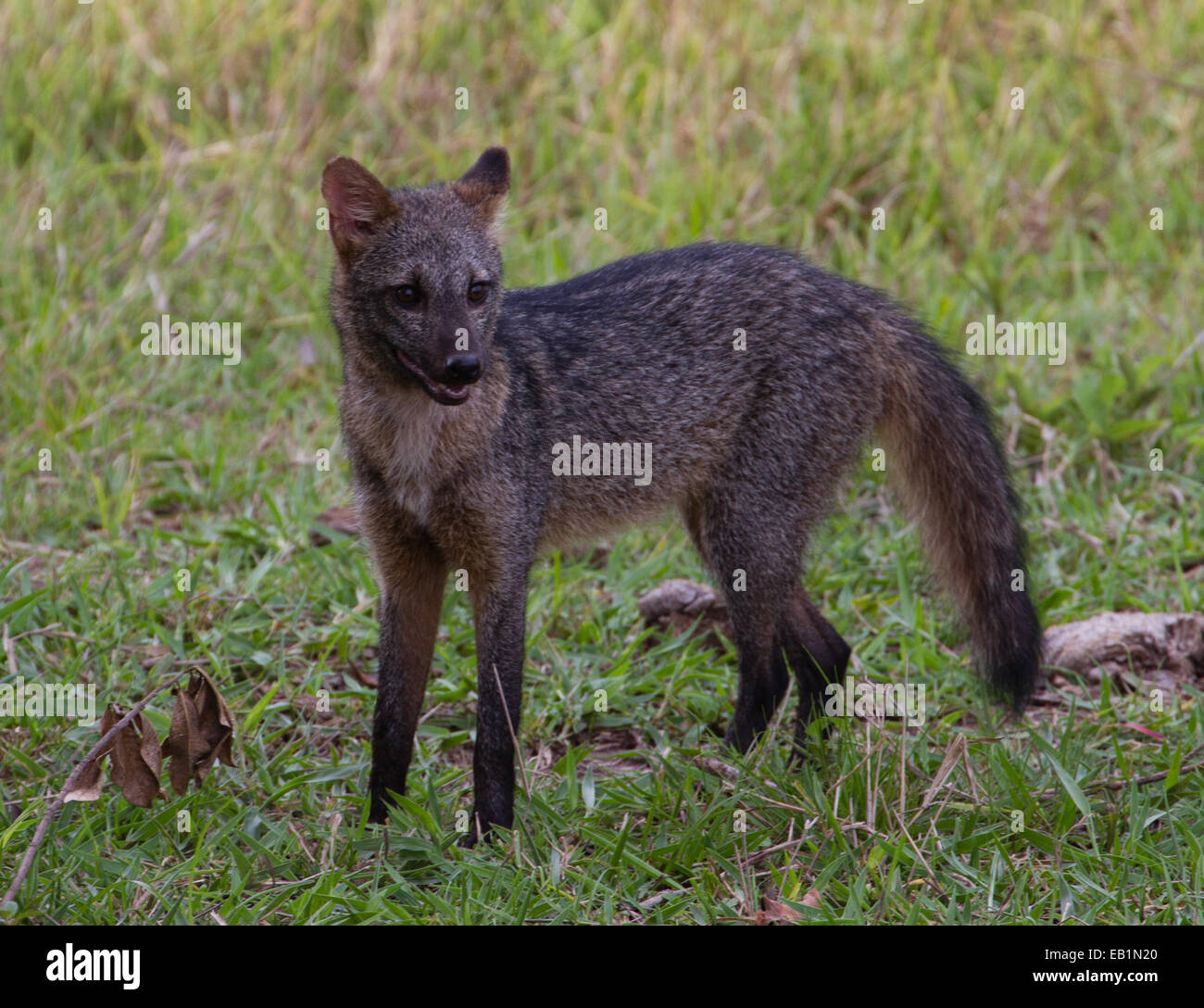 Crab Eating Fox (Cerdocyon thous), Pantanal, Brazil Stock Photo Alamy