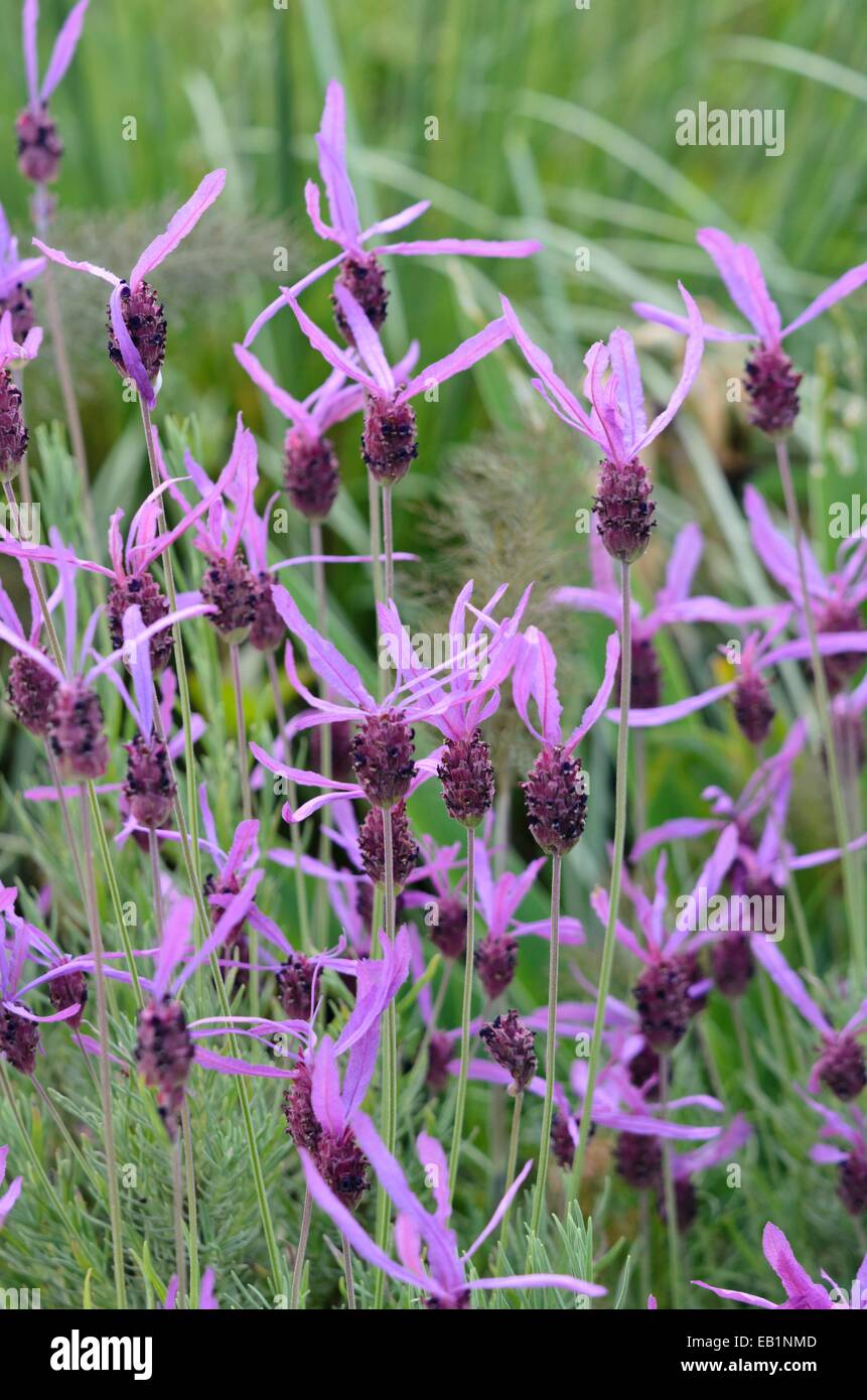 Topped lavender (Lavandula stoechas) Stock Photo