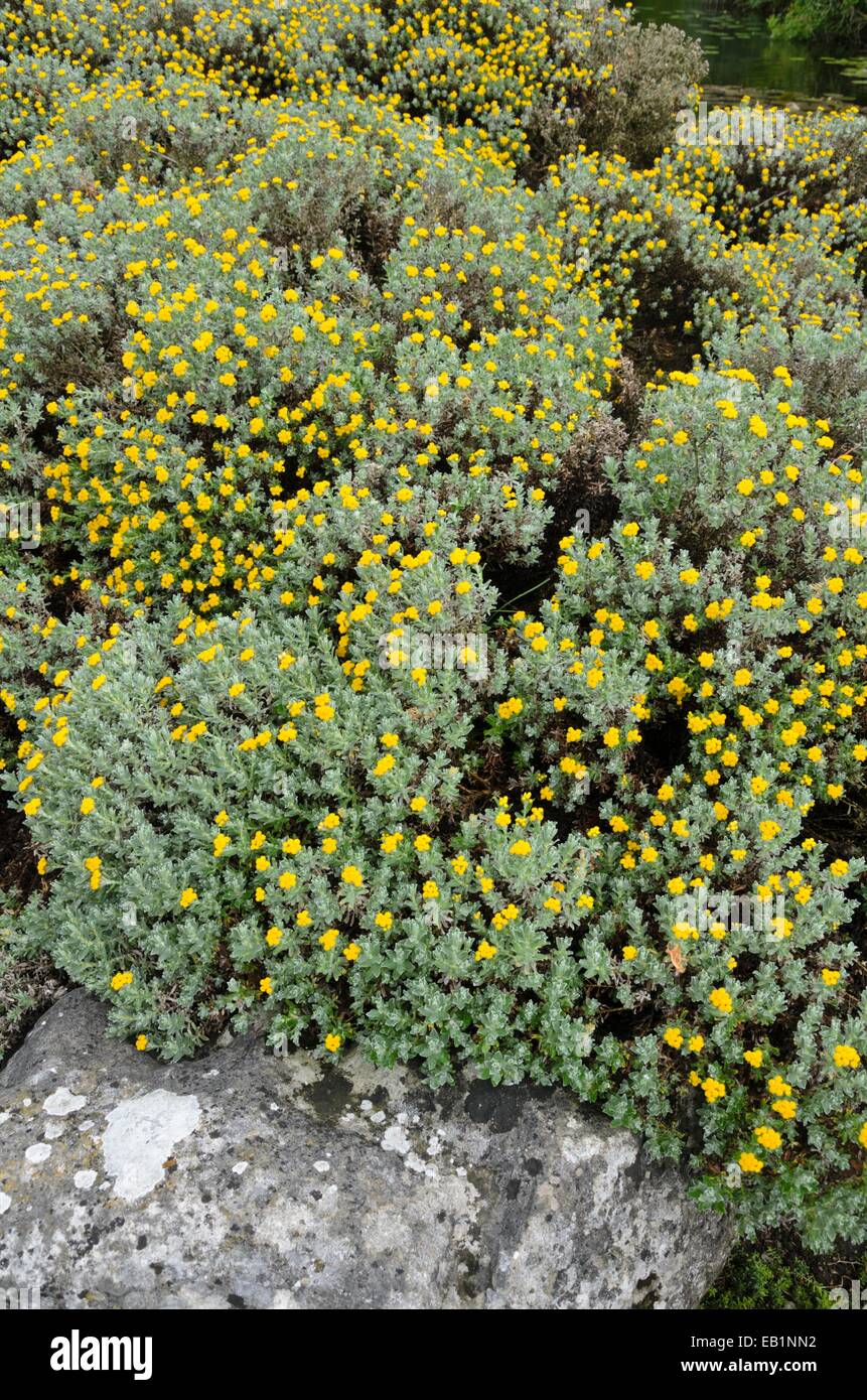 Paper daisy (Helichrysum splendidum) Stock Photo