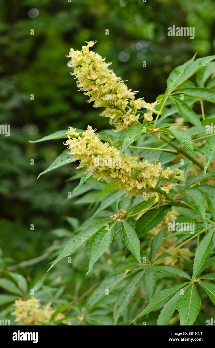 Ohio buckeye (Aesculus glabra var. arguta) Stock Photo