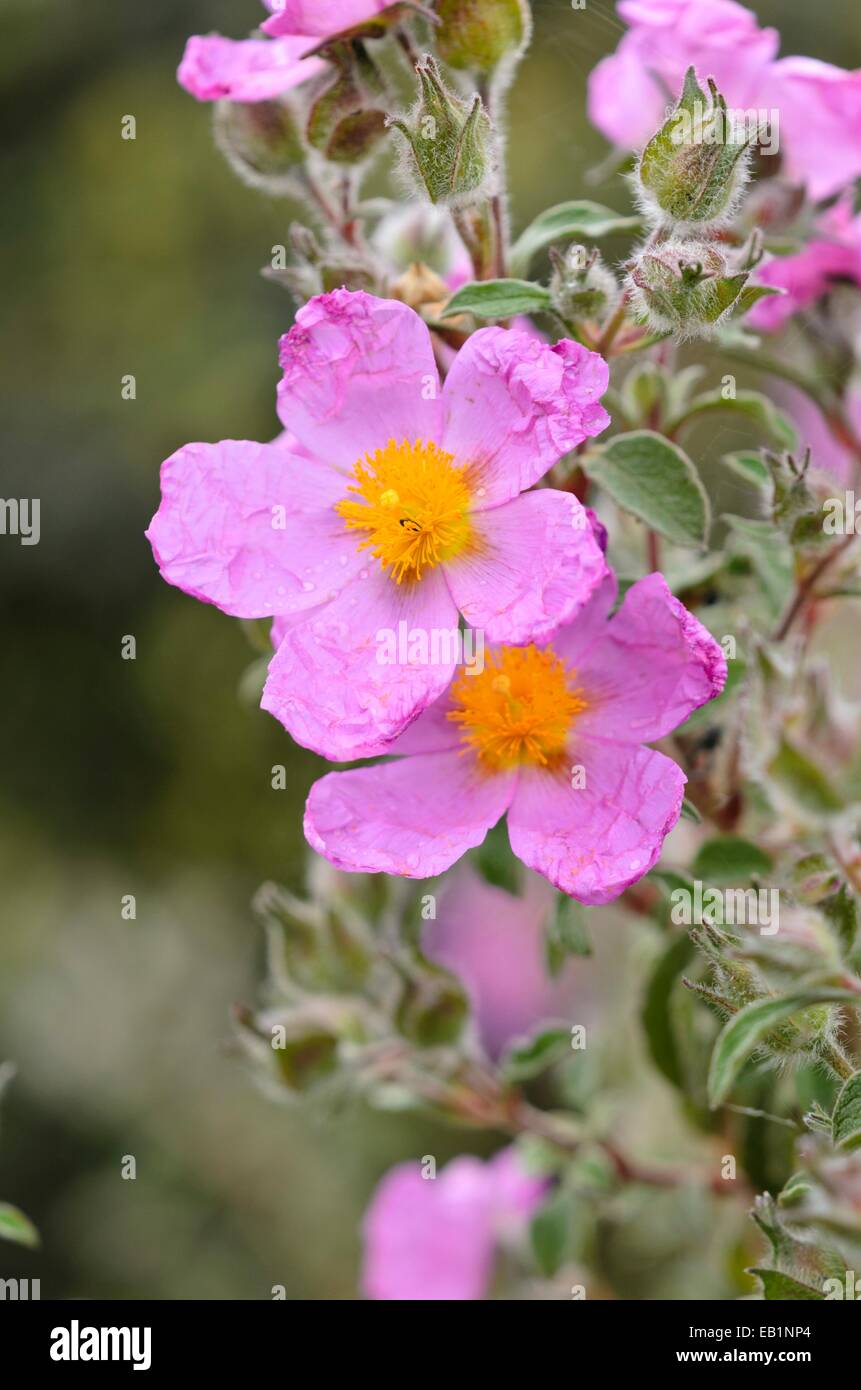 Cretan rock rose (Cistus creticus) Stock Photo