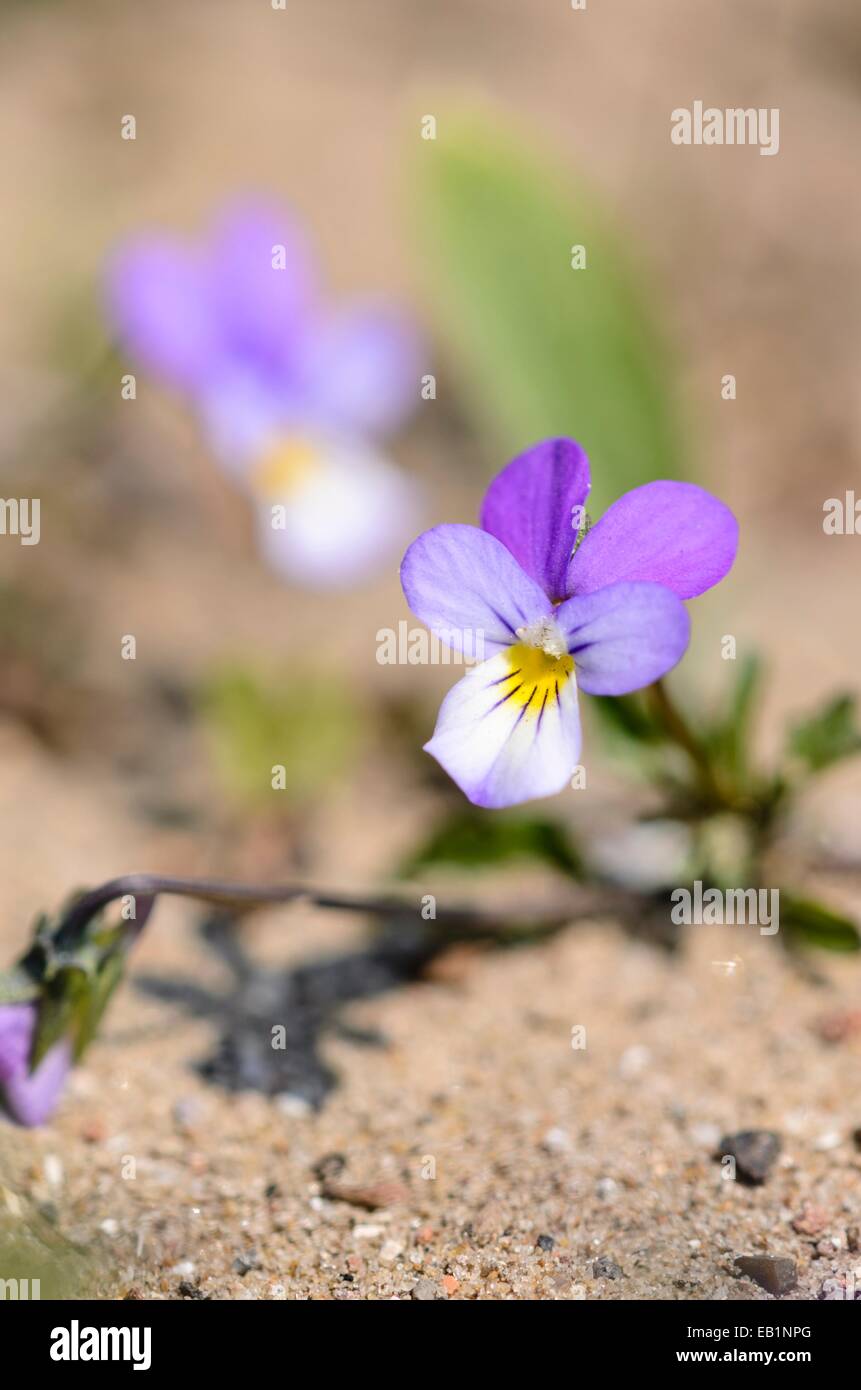Dune pansy (Viola tricolor subsp. curtisii) Stock Photo