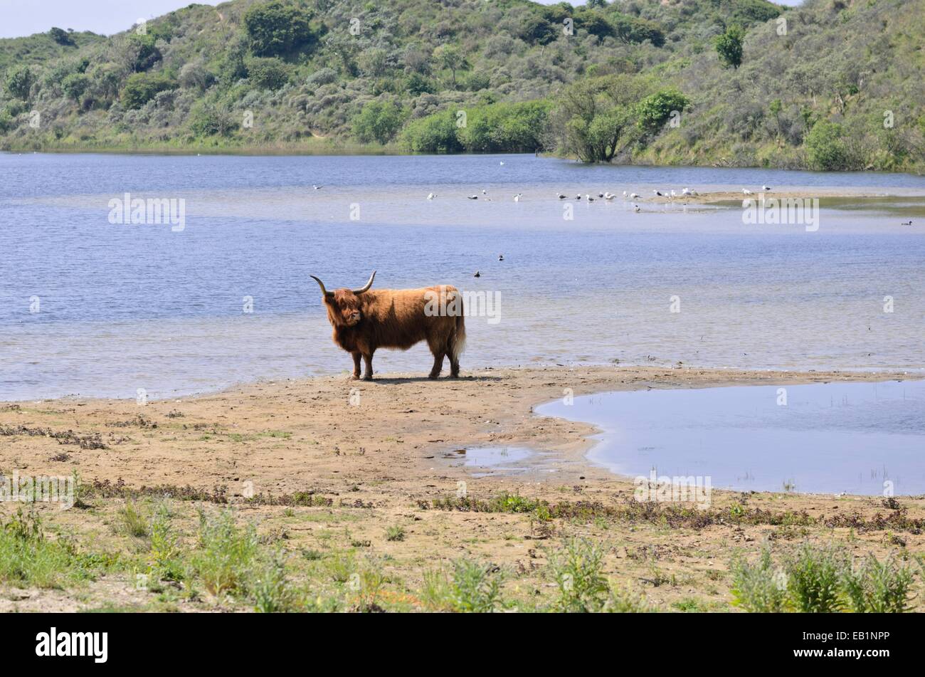 Scottish Highland cattle (Bos taurus), Zuid-Kennemerland National Park, Netherlands Stock Photo