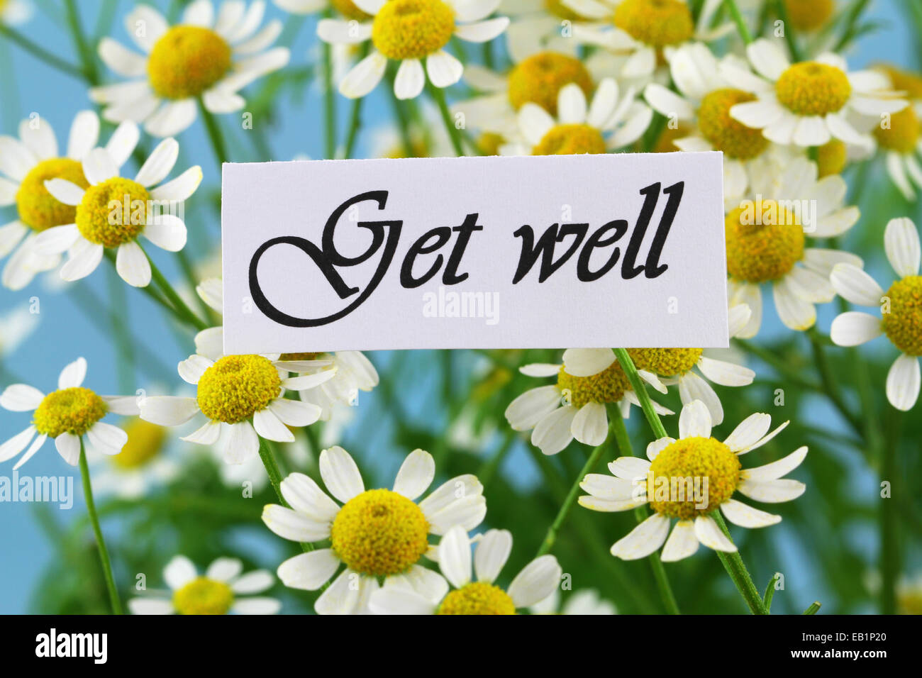 Get well card with chamomile flowers Stock Photo Alamy