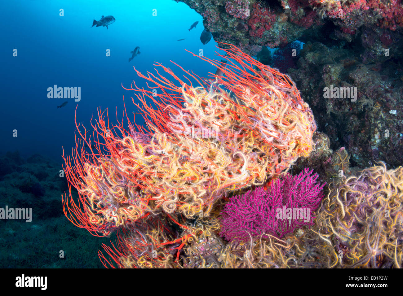 A sea fan is engulfed with small, colorful starfish called brittle