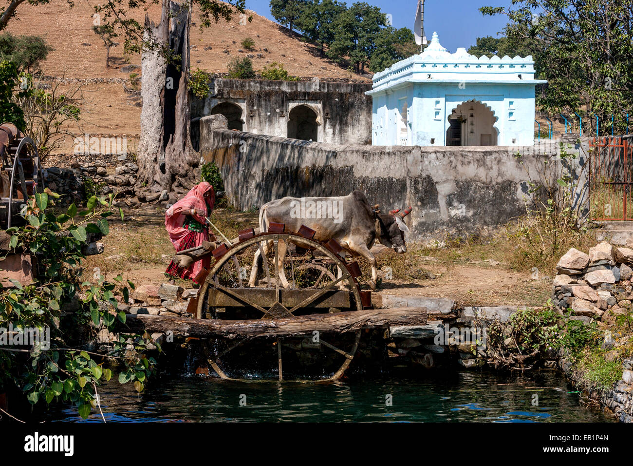 Rural Farming In Rajasthan, India Stock Photo Alamy