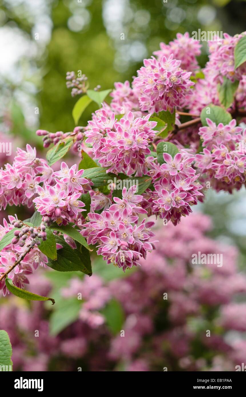 photinia-hecke Glanzmispel 'Red Robin' kaufen  rote Hecke