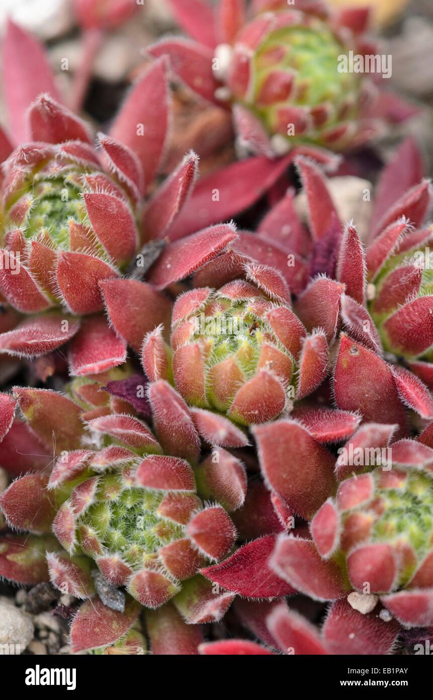 Houseleek (Sempervivum altum) Stock Photo