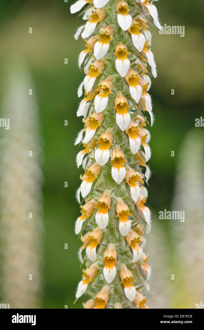 Foxglove (Digitalis leucophaea) Stock Photo