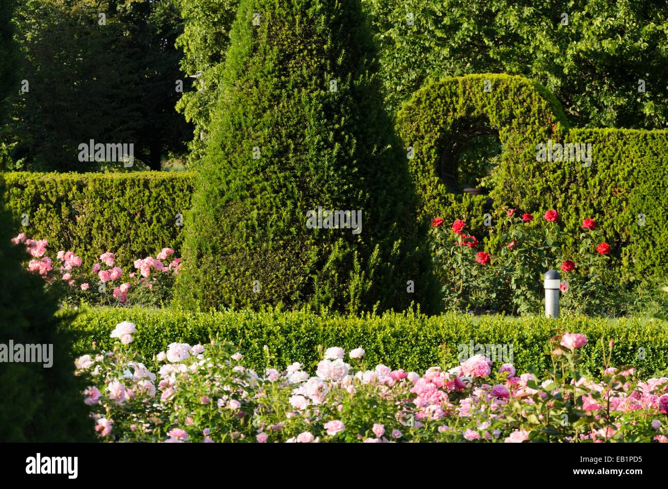 Common yew (Taxus baccata) and roses (Rosa), Britzer Garten, Berlin, Germany Stock Photo