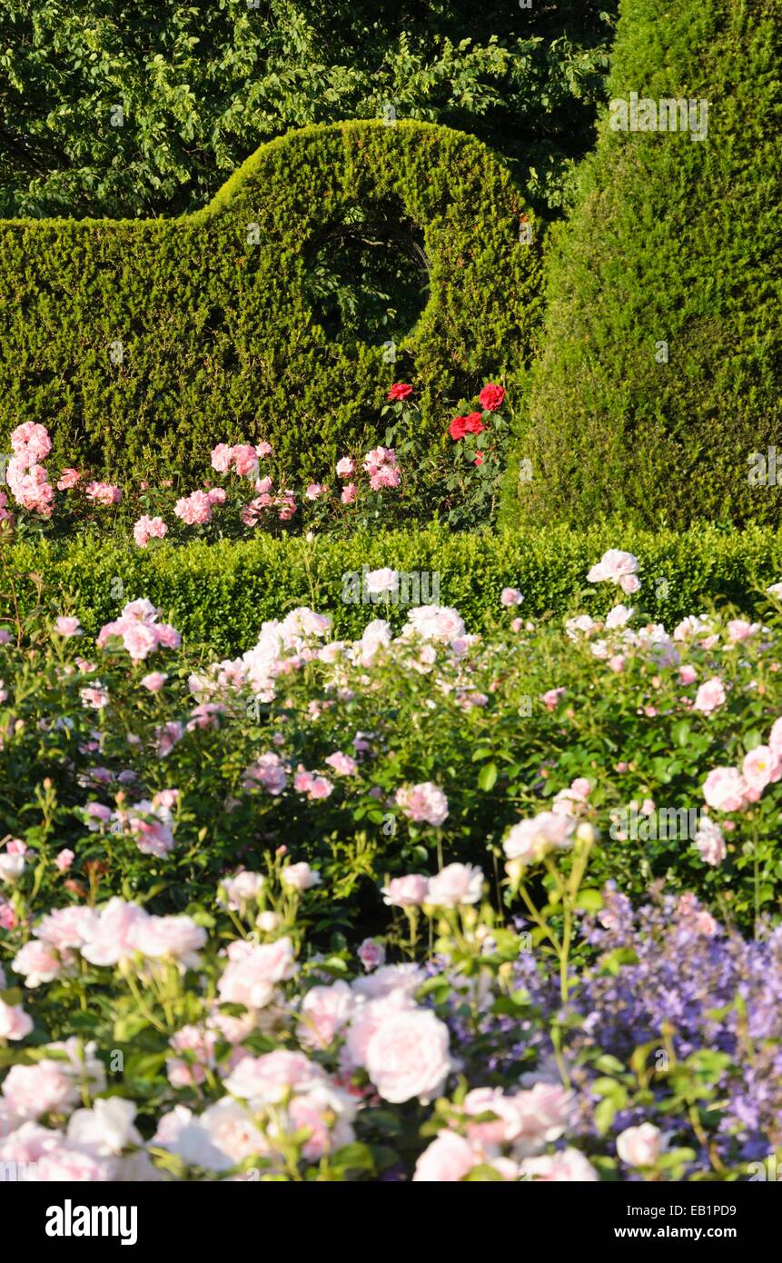 Common yew (Taxus baccata) and roses (Rosa), Britzer Garten, Berlin, Germany Stock Photo