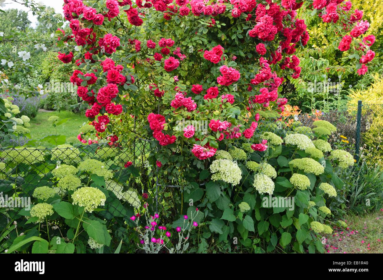 Roses (Rosa) and hydrangeas (Hydrangea Stock Photo Alamy