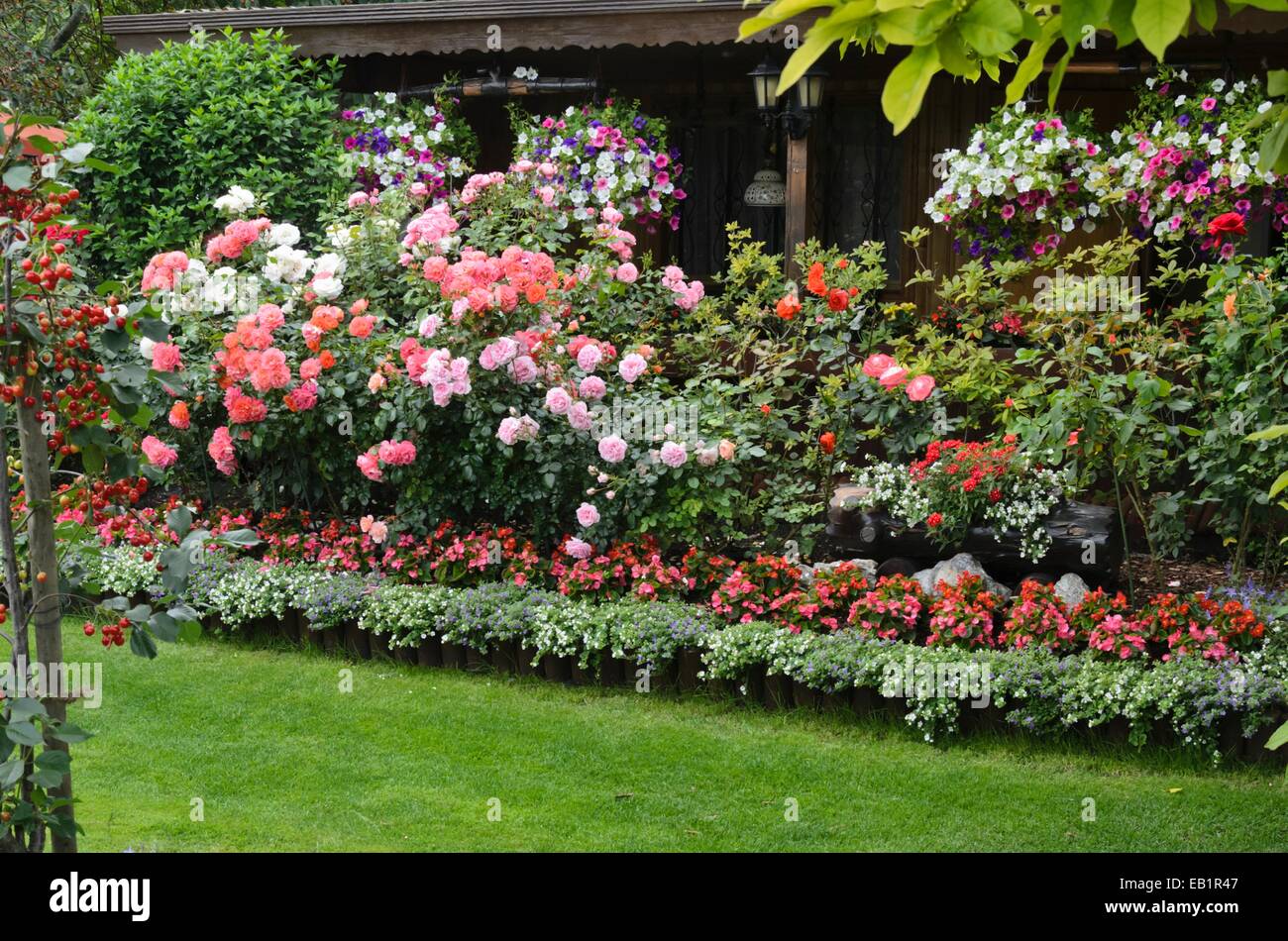 Roses (Rosa), begonias (Begonia) and petunias (Petunia) in front of a garden house Stock Photo