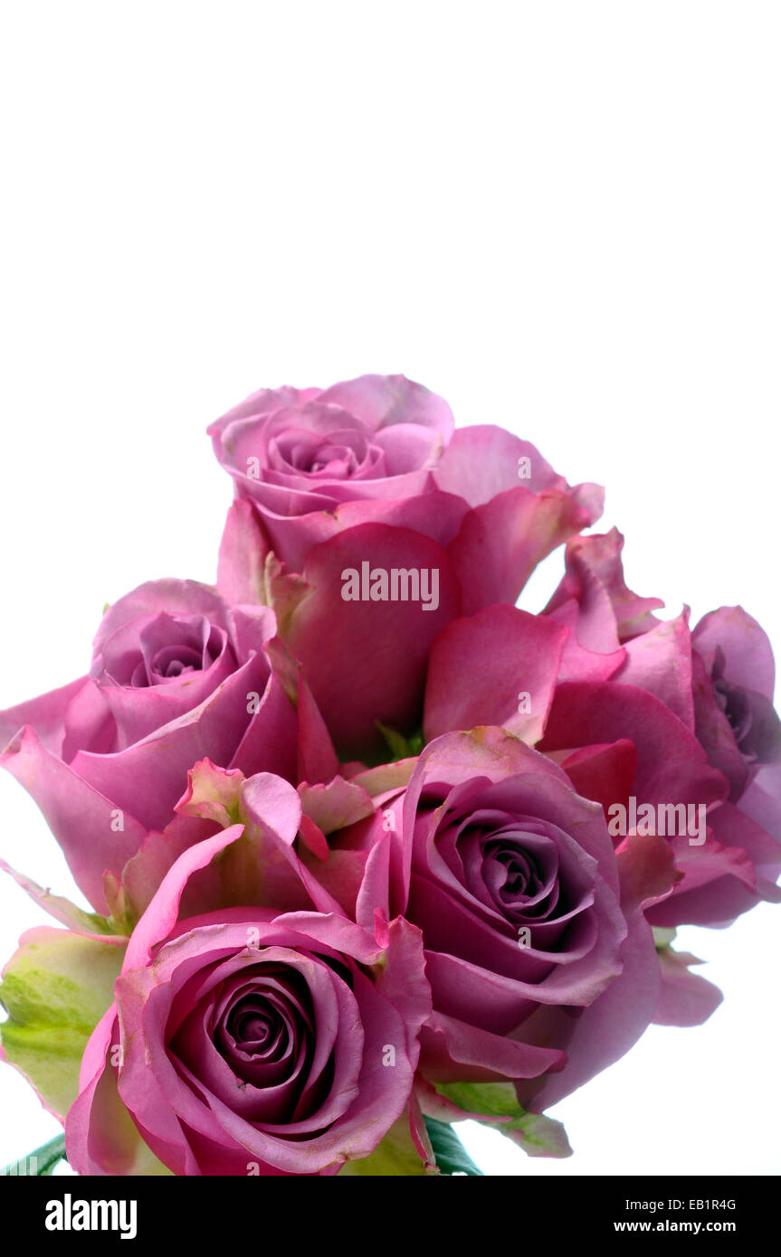 Close up of pink vintage rose flower Stock Photo Alamy
