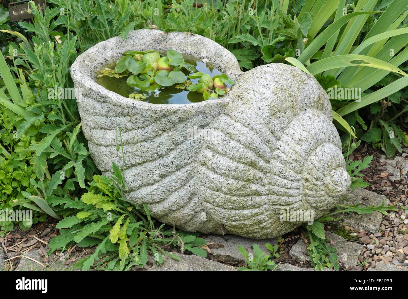 Water hyacinth (Eichhornia crassipes) in a stone snail Stock Photo
