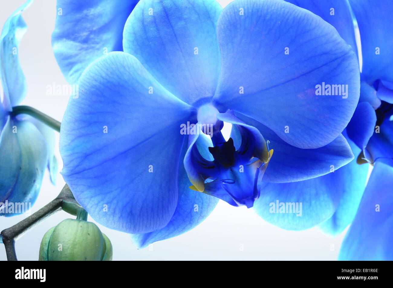 Orchid light blue background hi-res stock photography and images - Alamy