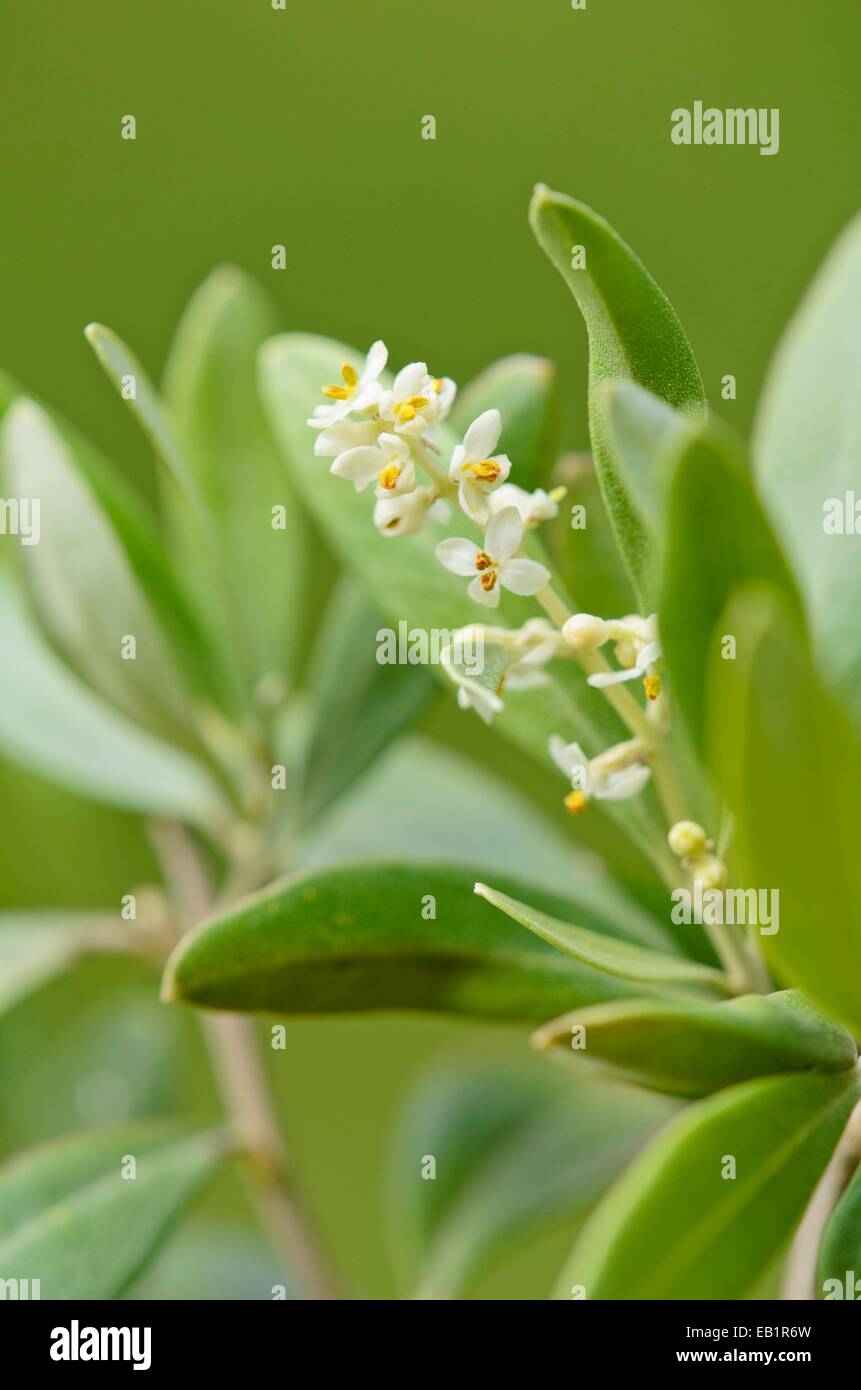 Olive tree (Olea europaea) Stock Photo