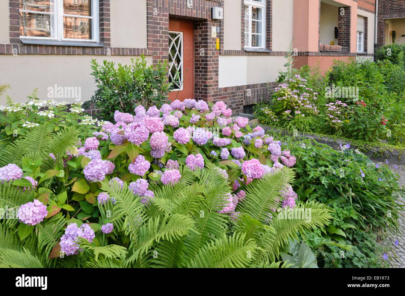 Hydrangea (Hydrangea) in the front garden of an apartment building Stock Photo