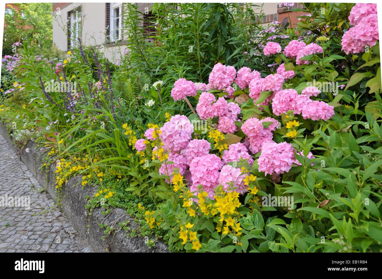 Hydrangea (Hydrangea) and dotted loosestrife (Lysimachia punctata) in the front garden of an apartment building Stock Photo