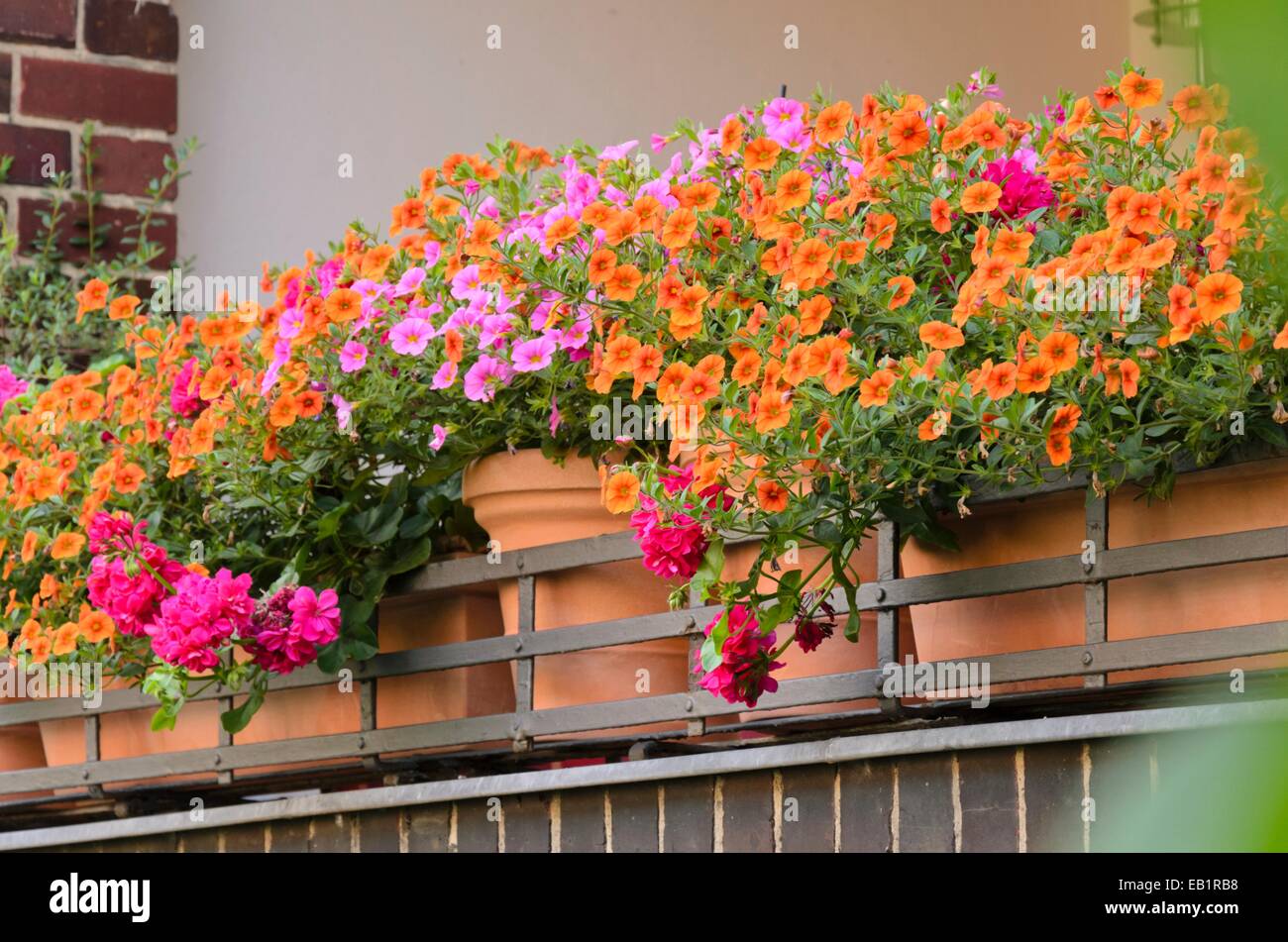 Calibrachoa in flower pots Stock Photo