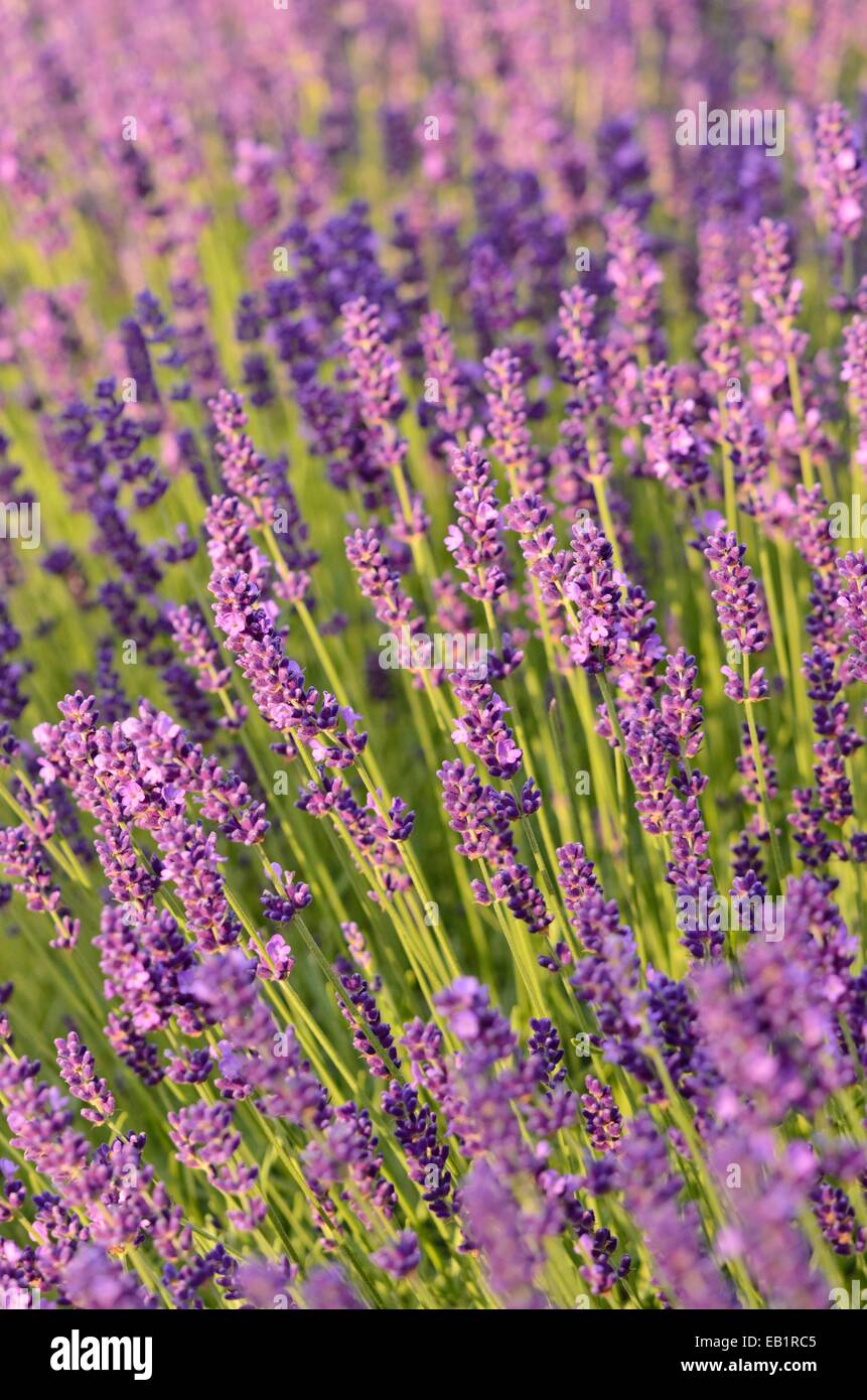 Common lavender (Lavandula angustifolia 'Dwarf Blue') Stock Photo