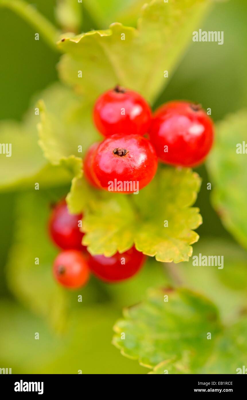 Alpine currant (Ribes alpinum) Stock Photo