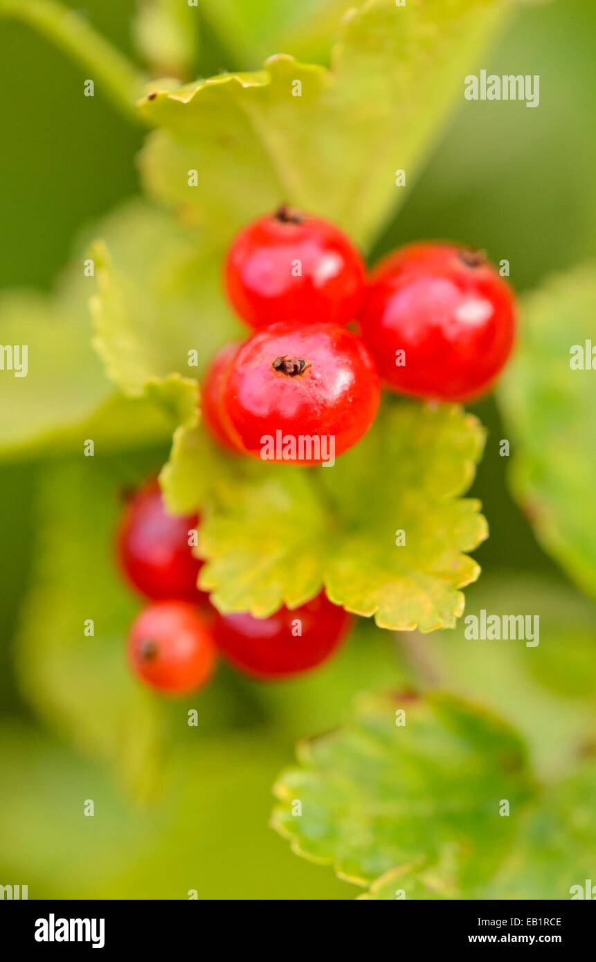Currant hi-res stock photography and images - Alamy
