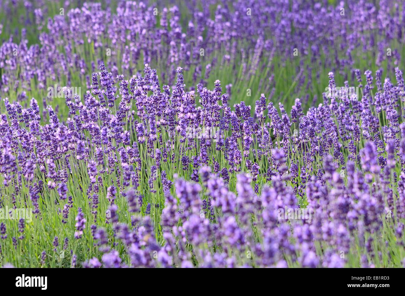 Common lavender (Lavandula angustifolia Stock Photo Alamy