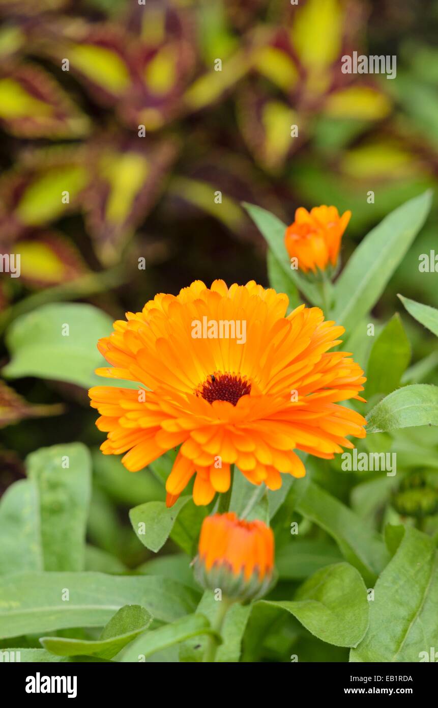 Pot marigold (Calendula officinalis) Stock Photo