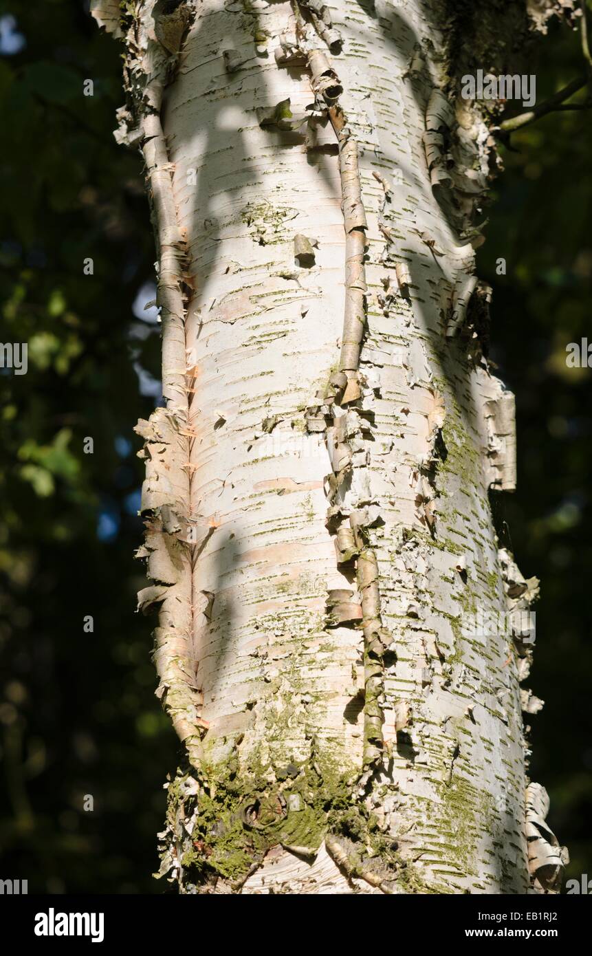 Paper birch (Betula papyrifera) Stock Photo