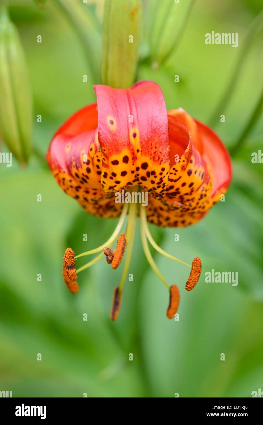 Giant leopard lily (Lilium pardalinum 'Giganteum') Stock Photo