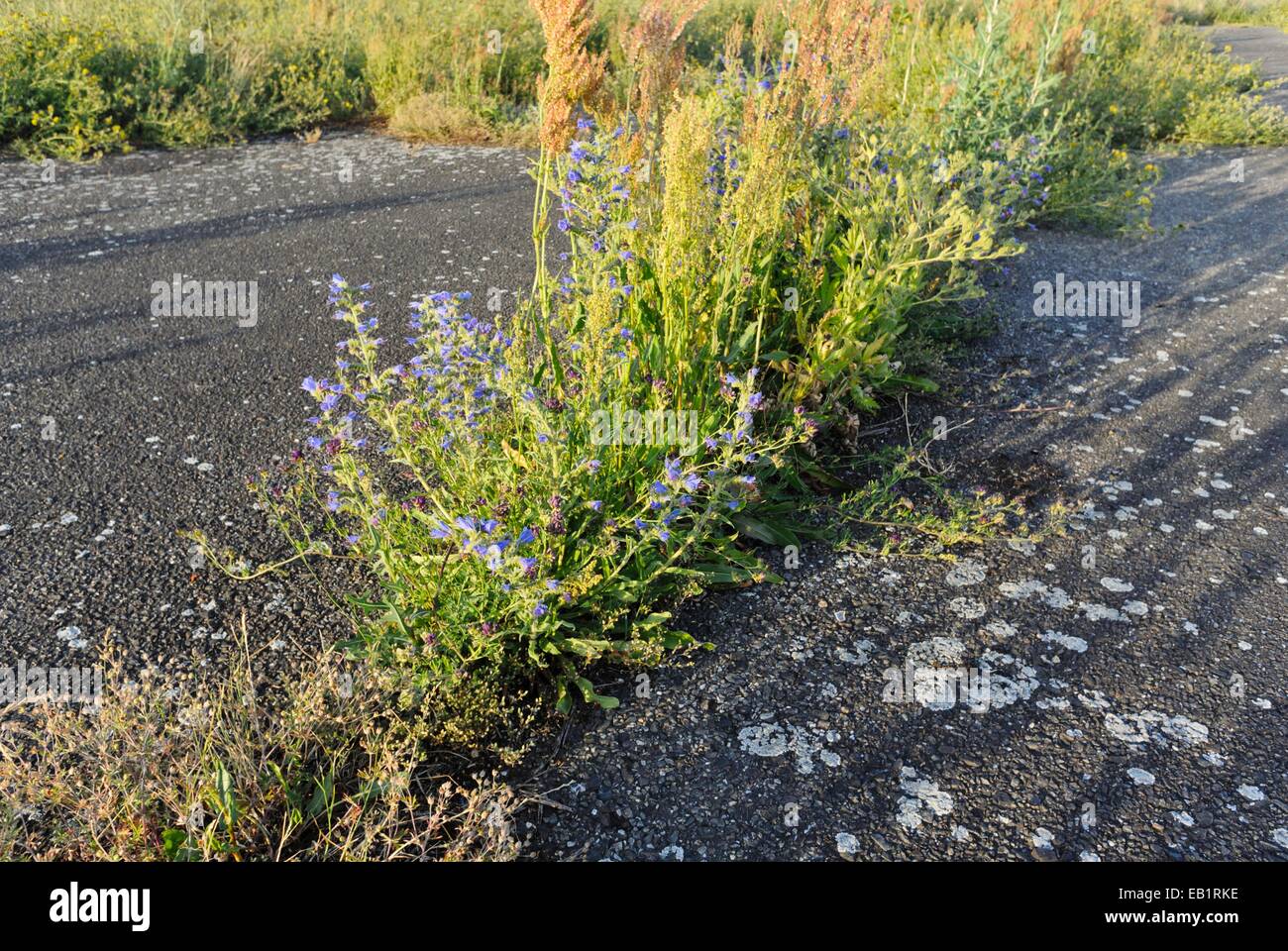 Viper's bugloss (Echium vulgare) and sour dock (Rumex acetosa) Stock Photo