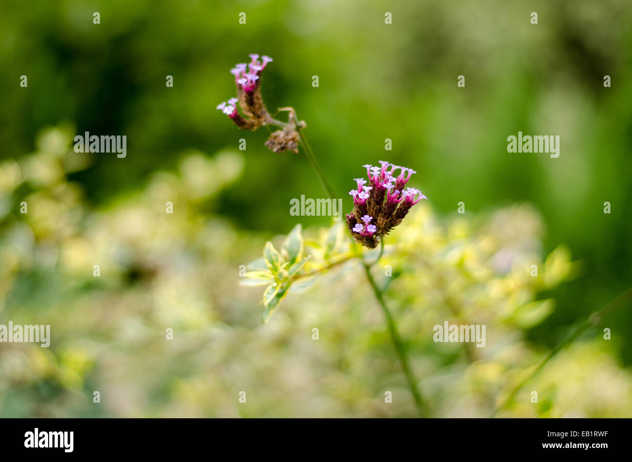 WIld purple flowers, in woodland Stock Photo - Alamy
