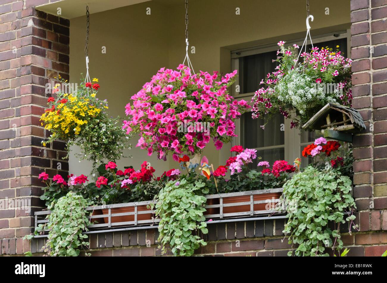 Beggarticks (Bidens), petunias (Petunia) and pelargoniums (Pelargonium) on a balcony Stock Photo