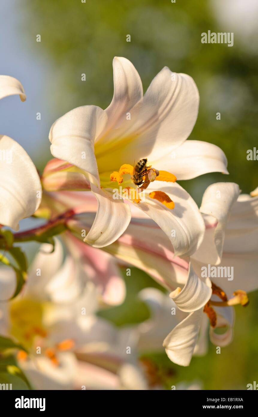 Lily flower bee hi-res stock photography and images - Alamy