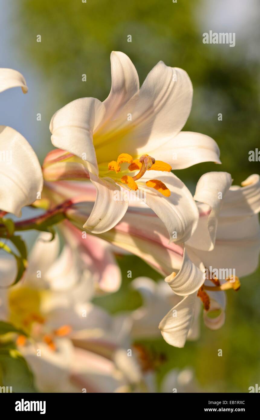 Regal lily (Lilium regale) Stock Photo