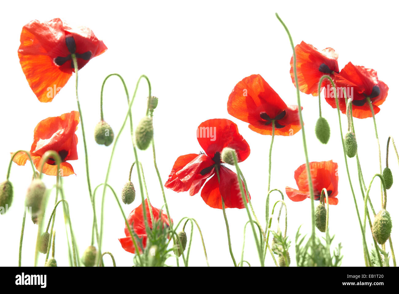 Beautiful red poppies isolated on white background Stock Photo - Alamy