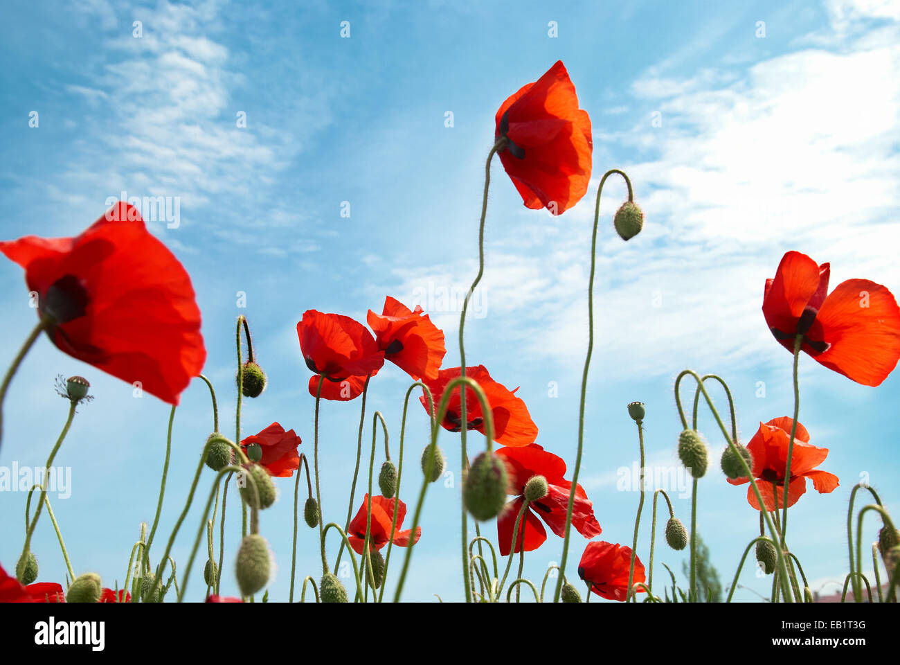 Beautiful red poppies on the blue sky background Stock Photo - Alamy