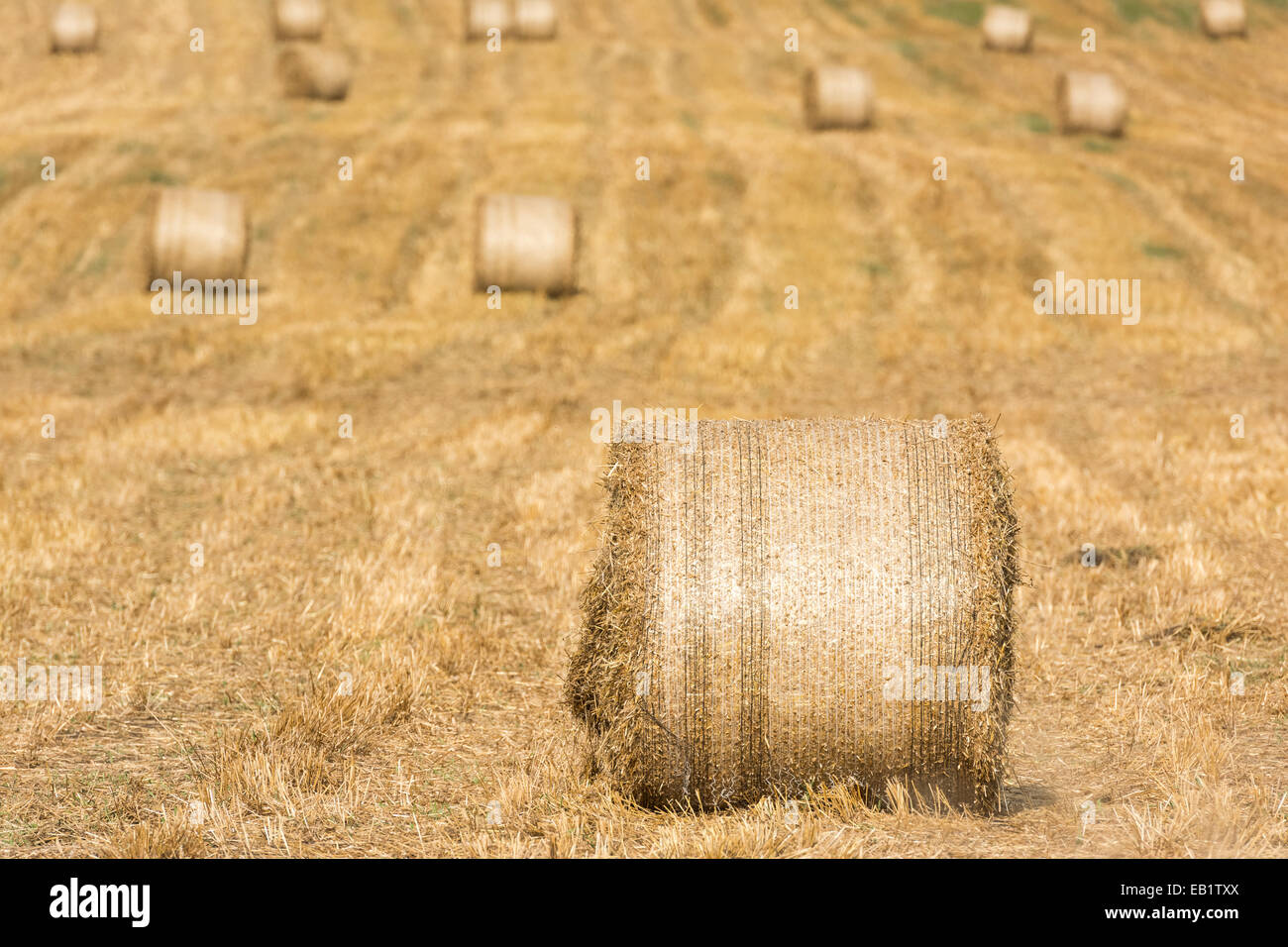 Round bales of straw on stubble field after grain harvest hi-res stock ...