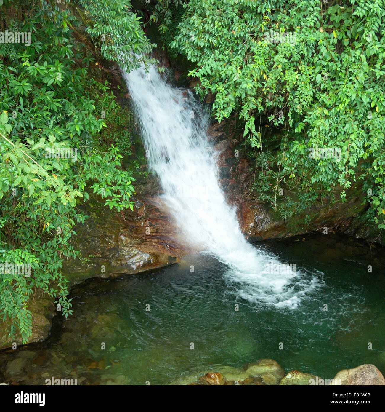 Green water surrounded trees hi-res stock photography and images - Alamy