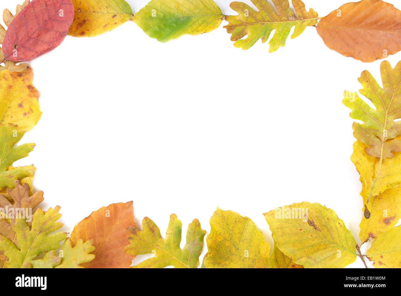 Frame from the autumn leaves isolated on white background Stock Photo ...