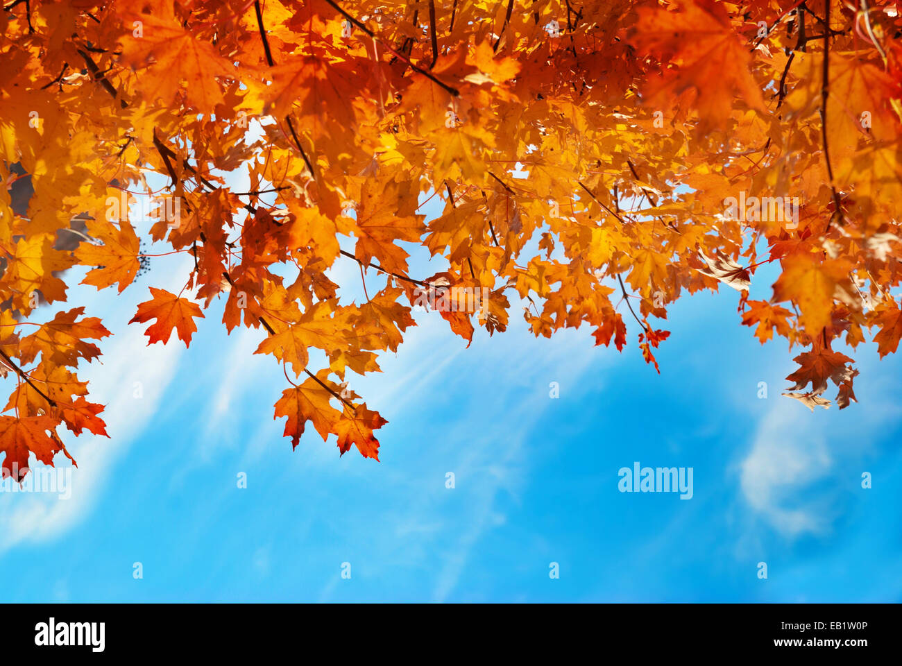 Autumn leaves with the blue sky background Stock Photo - Alamy