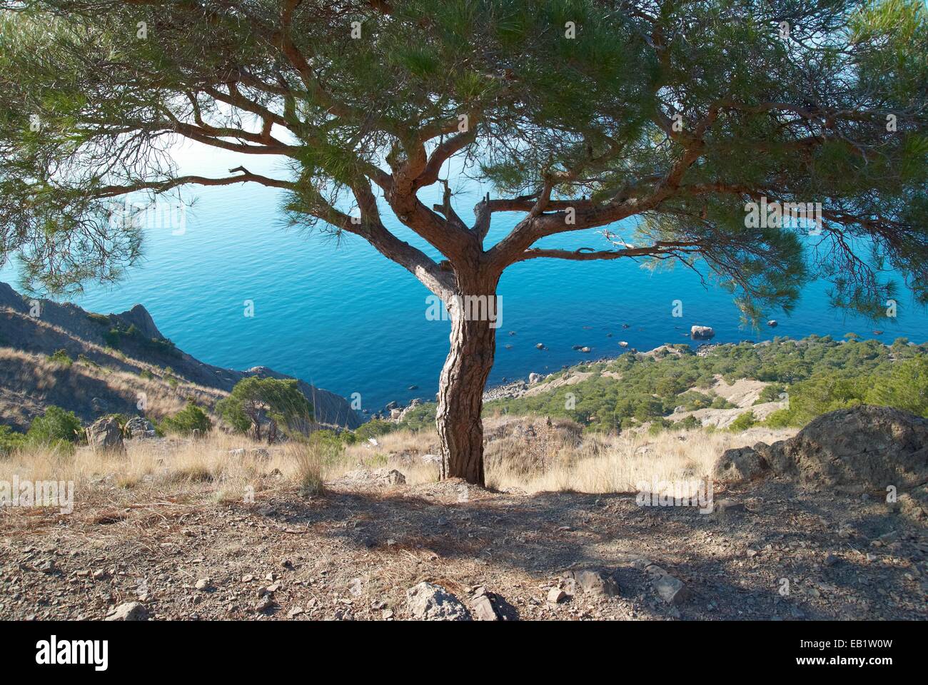 Big pine tree on the sea shore in sunny day Stock Photo - Alamy