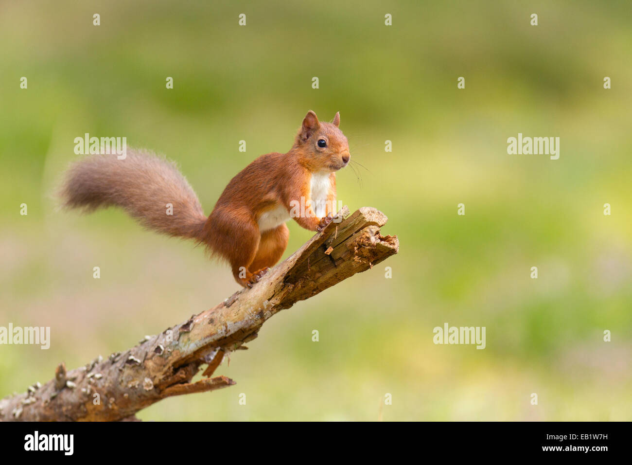 Red Squirrel (Sciurus vulgaris) stood on fallen pine branch Stock Photo