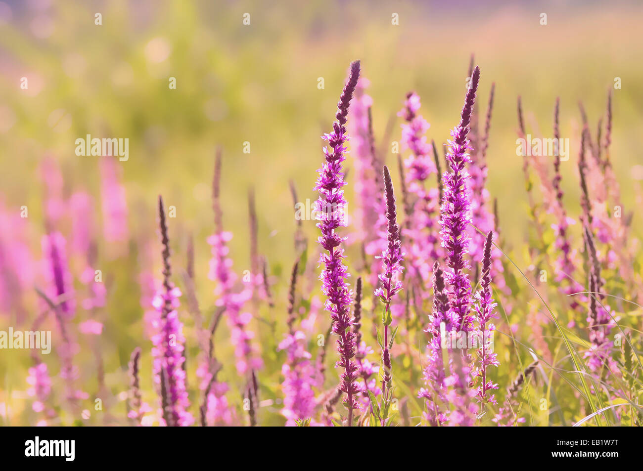 Nature background - purple flowers Stock Photo