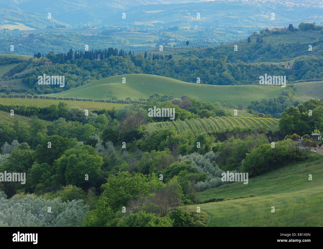 Green landscape of hills and vineyards in Tuscany, Italy. Stock Photo