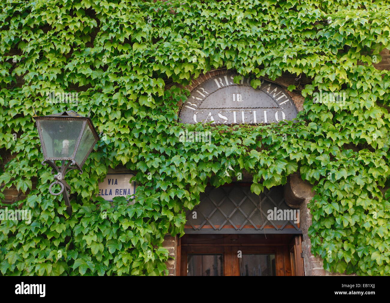 Ivy covered wall of Ristorante Il Castello in Certaldo Alto, Tuscany, Italy. Stock Photo