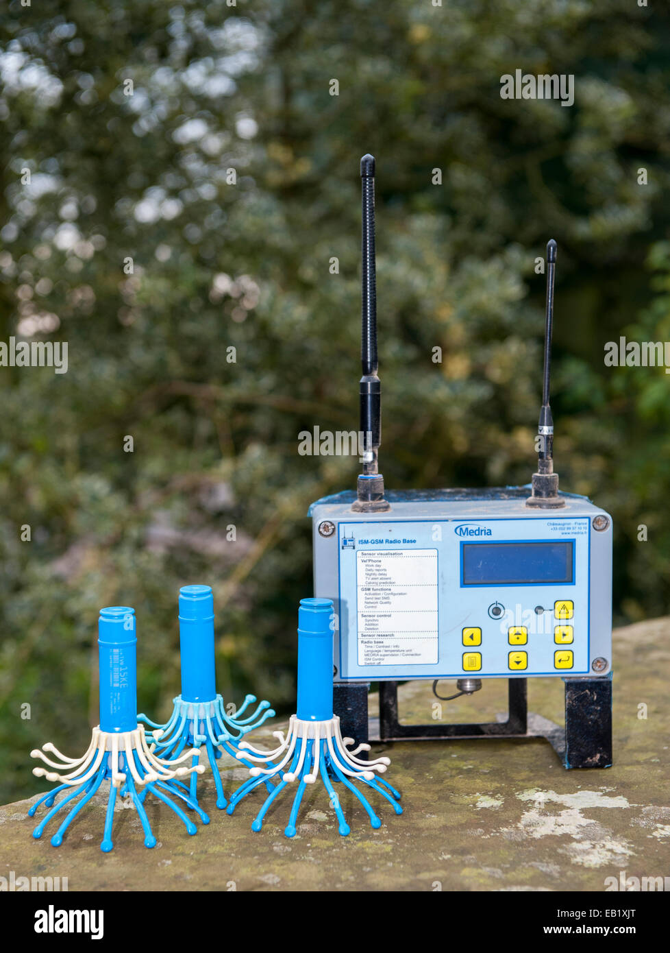 Electronic calving thermometer, which is placed inside the cow and