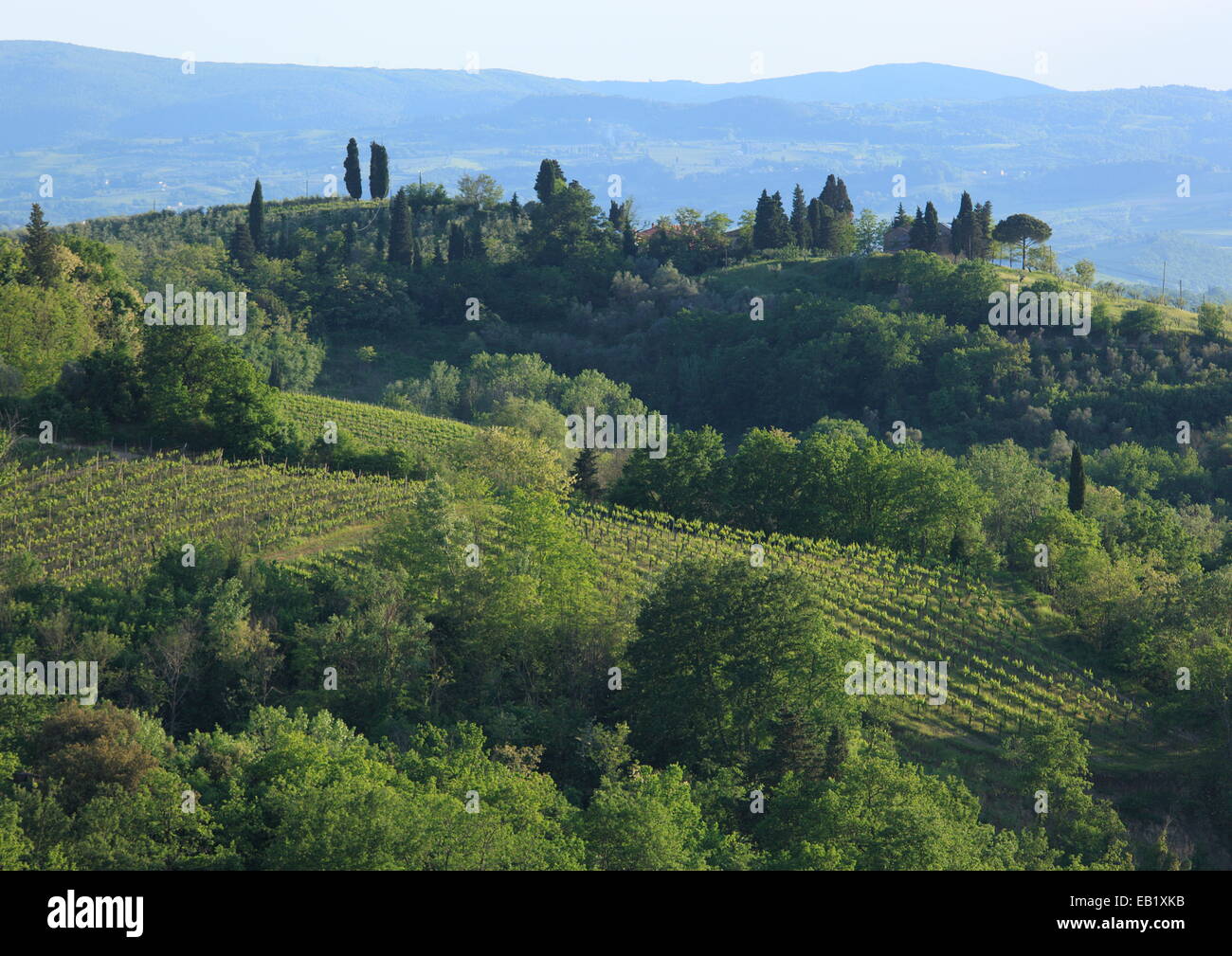 Green landscape of hills and vineyards in Tuscany, Italy. Stock Photo