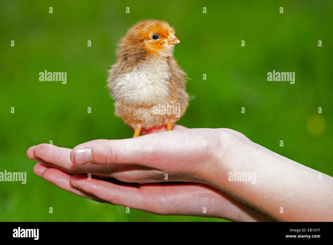Day old poultry chick being held in a childs hand. Stock Photo